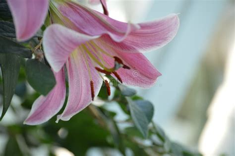 Lily flower in the garden stock image. Image of petals - 127349977