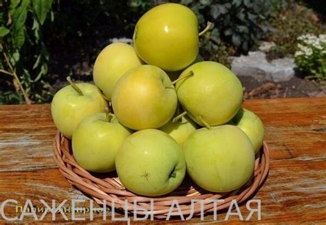 Яблоня " Папироянтарное"