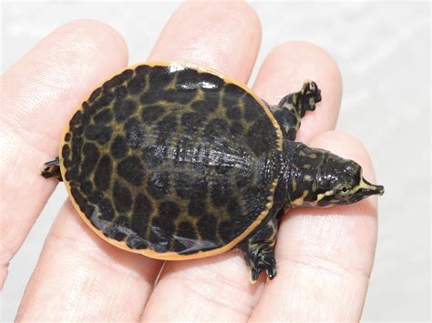 Florida Softshell Turtle - Albino Turtles
