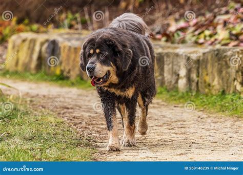 The Tibetan Mastiff she`s Walking the Walk Stock Image - Image of park, domestic: 269146239