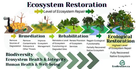 EcoRestore Ecosystem Restoration Services Ecosystem Restoration Services