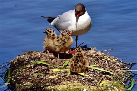 Black Headed Gull Nest And Chicks Photograph By Neil R Finlay Fine