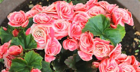 Elatior Begonia Care Tips from A to Z