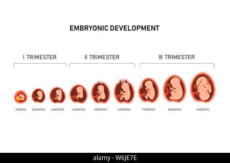 La Grossesse Le D Veloppement Du Foetus Foetus La Croissance De L