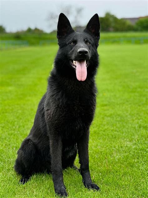 Black German Shepherd Guard Dog