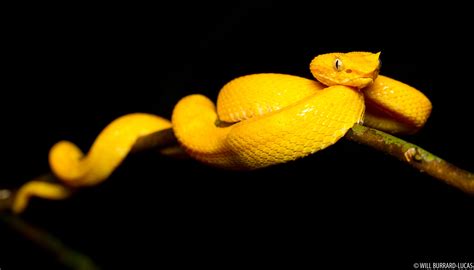 Eyelash Pit Viper Will Burrard Lucas