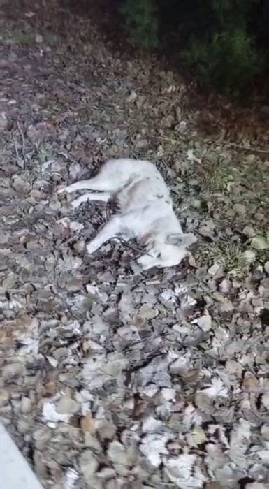 На Айтматова лежит мёртвая собака. Видео