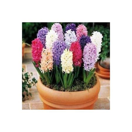 Amazon MITRAEE 100pcs Bag Rare Hyacinthus Orientalis Seeds Mix