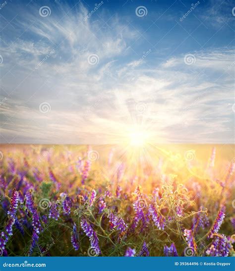 Dawn Sky Over The Flower Field Stock Photo Image Of Nature Freshness