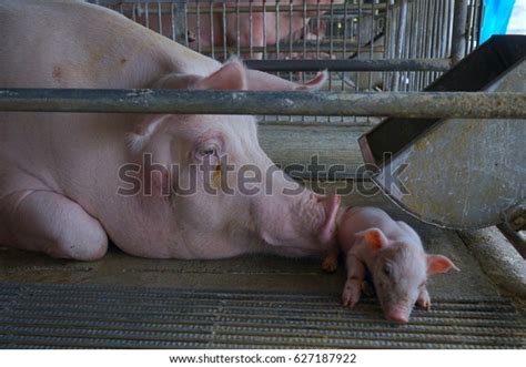 1,335 Pig Mom Baby Images, Stock Photos & Vectors | Shutterstock