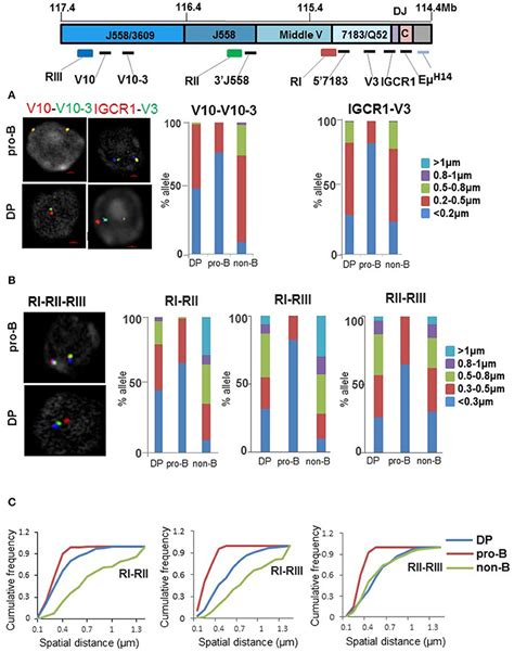 Frontiers Misregulation Of The IgH Locus In Thymocytes