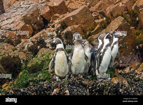 Un Grupo De Pingüinos De Humboldt Spheniscus Humboldti Aka Pingüinos