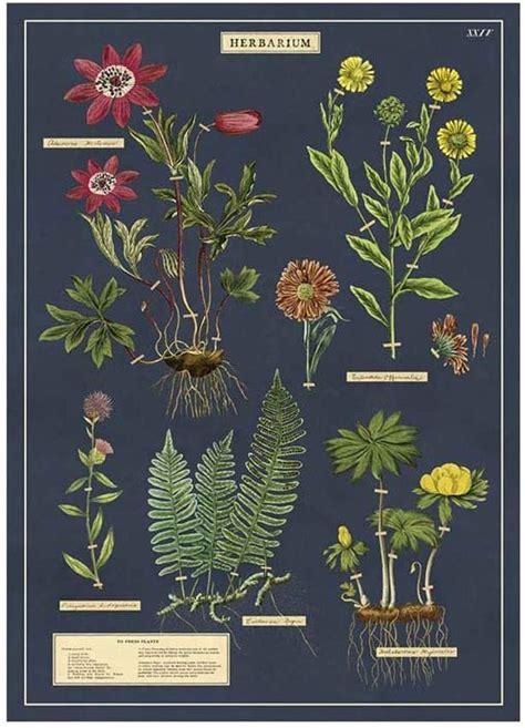 Amazon Cavallini Co Decorative Paper Sheet X Herbarium