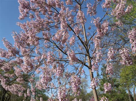 34 Gorgeous Flowering Trees For Arkansas - ProGardenTips