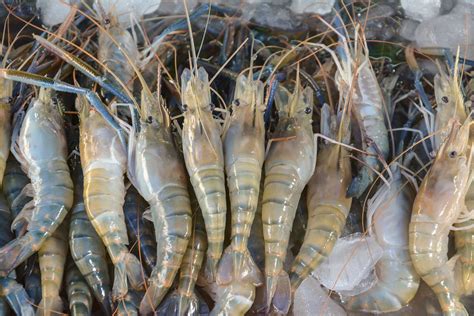 What Your Need To Know About Farmed Shrimp Foodprint