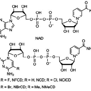 Chemical structure of NAD and its analogs. | Download Scientific Diagram