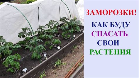 ЗАМОРОЗКИ! КАК Я БУДУ СПАСАТЬ СВОИ РАСТЕНИЯ. - YouTube