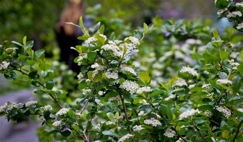 Featured Plant Viking Black Chokeberry The High Line