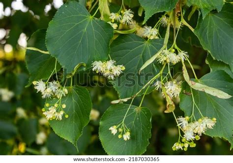 9,904 Tilia Tree Images, Stock Photos, 3D objects, & Vectors | Shutterstock