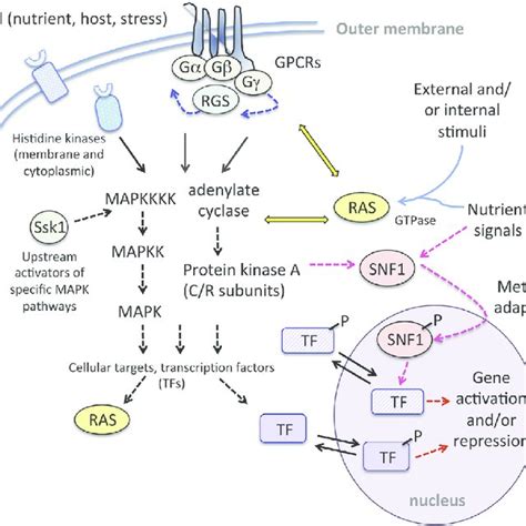 Pdf Molecular Genetics Of Beauveria Bassiana Infection Of Insects