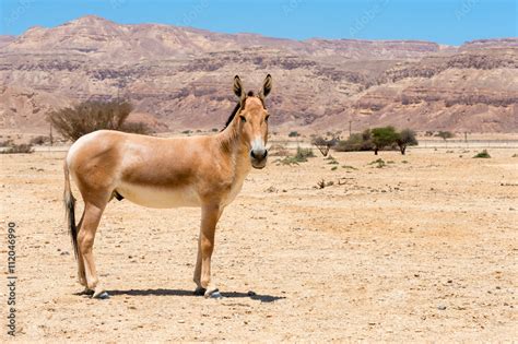 The Onager Equus Hemionus Is A Brown Asian Wild Donkey Inhabiting