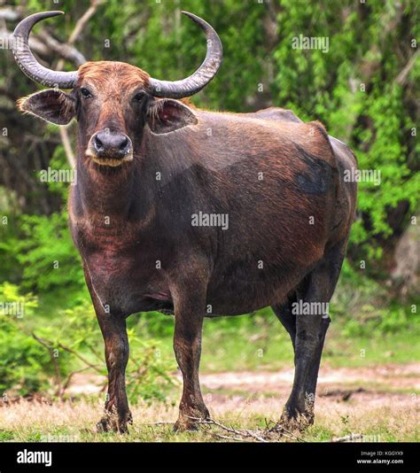 Charging Buffalo Hi Res Stock Photography And Images Alamy