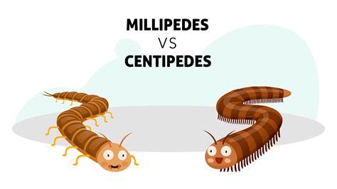 The Difference Between a Millipede vs. Centipede | Insight Pest Solutions