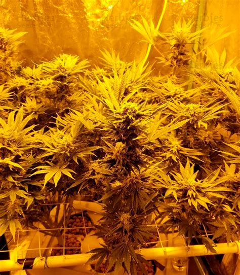 Northern Lights (00 seeds) feminized seeds for sale - Herbies