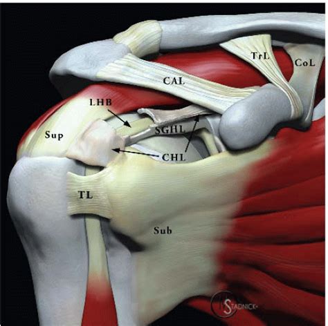 Shoulder Anatomy Biceps Tendon