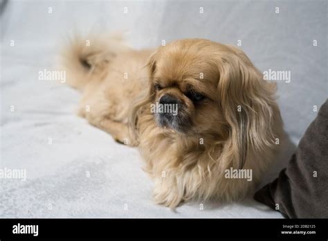 The Pekingese Also Spelled Pekinese Is A Breed Of Toy Dog