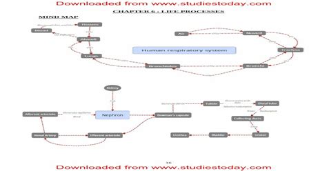 Mind Map Of Life Process Class 10