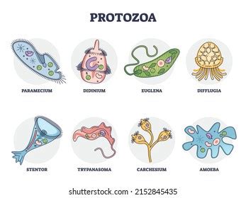 Cell Biology Prokaryotes Models Anatomy Parts Stock Illustration