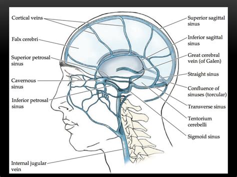 Honor Salvaje Vino Senos Venosos Cerebrales Anatomia Visi N General