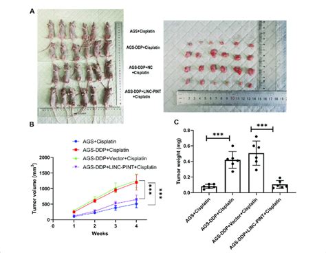 Effect Of Linc Pint On Tumor Development In Vivo A The Nude Mouse