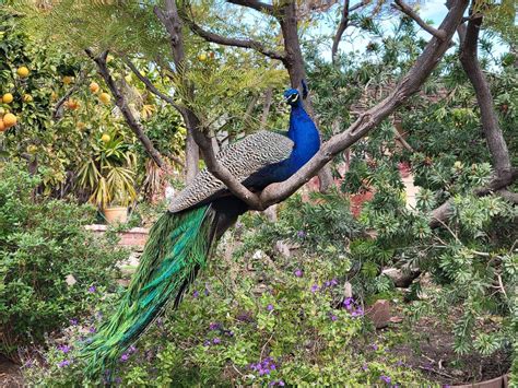 Peacock In Arcadia Ca R Pics