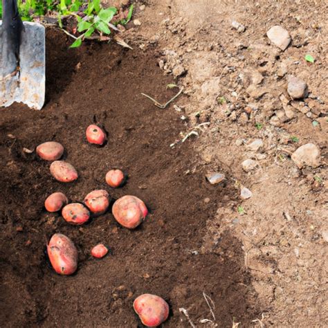 When To Plant Potatoes In Michigan Plantopiahub Your Ultimate Destination For Plant Lovers