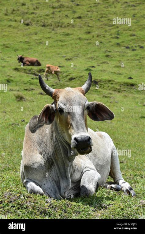 A Nguni Cow With Big Horns Sitting On The Hillside Near Coffee Bay At