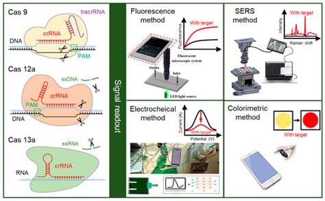 Biosensors Free Full Text CRISPR Based Biosensors For Medical