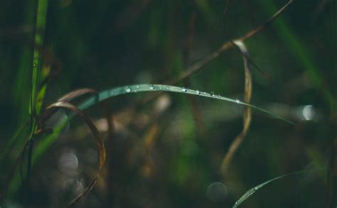 Fotos gratis naturaleza césped rama soltar Rocío ligero luz de