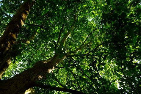 Free Images Nature Branch Light Wood Sunlight Leaf Flower