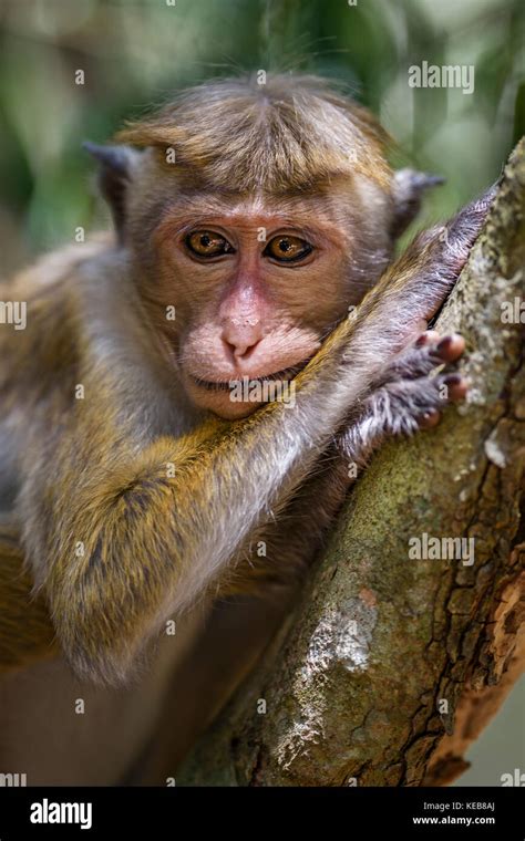 Toque Macaque Macaca Sinica Sri Lanka Stock Photo Alamy