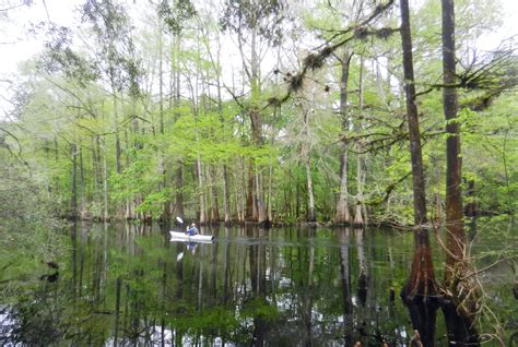 Withlacoochee River Is A Gorgeous Florida Kayaking Trail