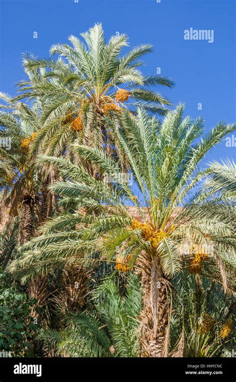 Golden Yellow Dates Growing And Hanging Off Palm Trees In Oasis