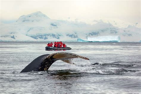 How cold is Antarctica? Weather in Antarctica: Temperature and Climate ...