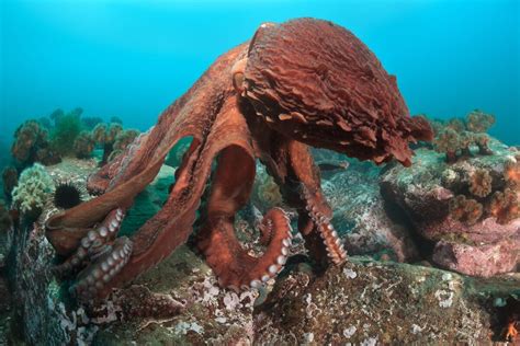 Encuentra Pulpos En Destinos Incre Bles Los Secretos Del Mundo Marino