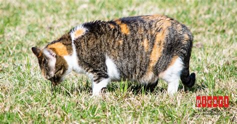 Cómo saber si tu gata está embarazada y qué cuidados necesita Picart