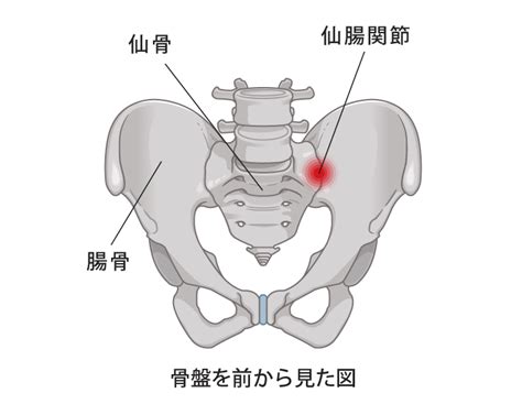 即効性のある腰痛の治し方とは？再発予防にオススメのストレッチや体操も紹介 株式会社リハサク