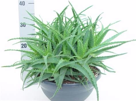 Aloe Arborescens Plant Wholesale Floraccess