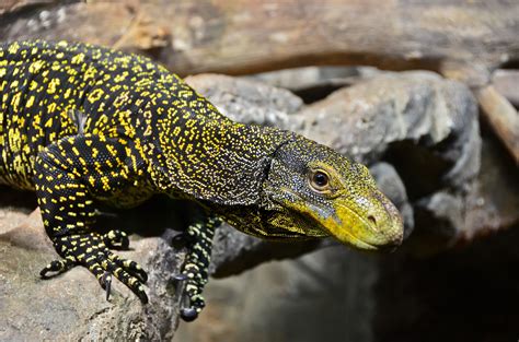 Monitor Lizard Wallpapers Wallpaper Cave