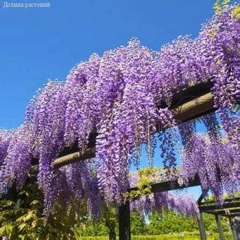 Глициния китайская купить с доставкой почтой, цены, фото в интернет ...